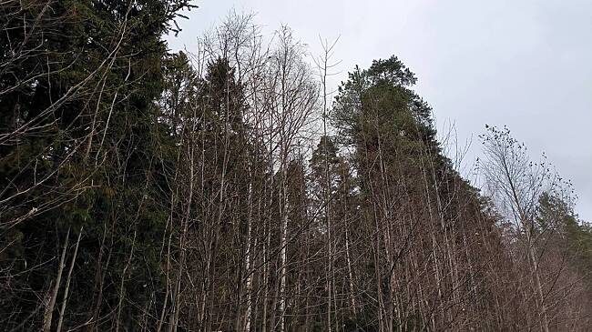 На Украине мобилизованного нашли мертвым после посещения ТЦК