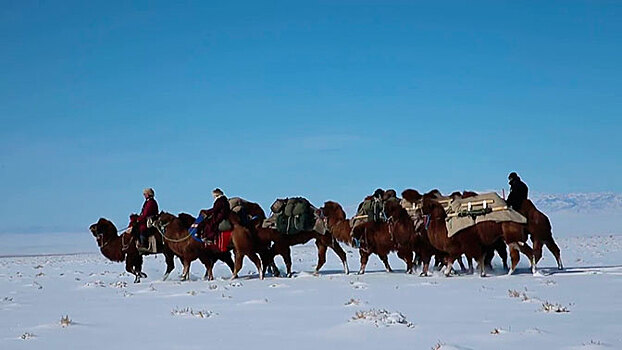 Из Монголии до Лондона: семь путешественников преодолеют 12 тыс. км Шелкового пути на верблюдах