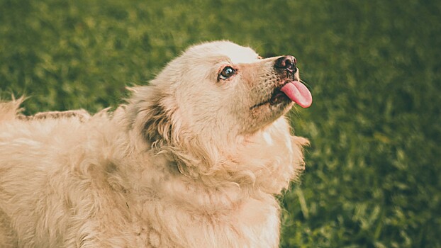 Ученые смогли расшифровать лай собак