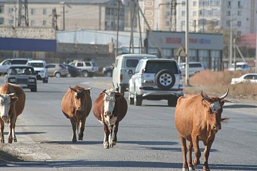 В Астраханской области пройдет крупная рогатая перепись