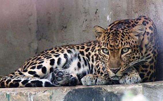 Редкого леопарда заметили в КНР