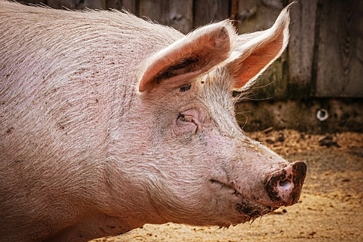 Суд заставил «Ариант» платить штраф за незаконную добычу воды для свиней