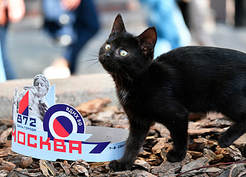 «Получим портрет типичного котика»: в Москве началась перепись всех бездомных котов и кошек