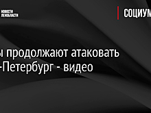 Крысы продолжают атаковать Санкт-Петербург - видео