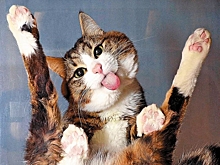 Символ жизнелюбия: уральский кот-инвалид Рекси покорил Instagram