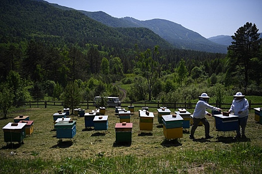 Пчеловоды требуют повысить ответственность фермеров за потравы пасек