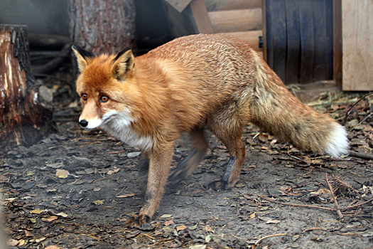 Карантин ввели в российском регионе из-за нападения бешенного животного