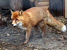 Карантин ввели в российском регионе из-за нападения бешенного животного