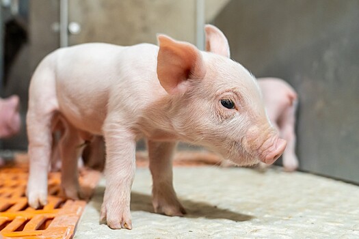 «Агропромкомплектация» открыла свою первую станцию искусственного осеменения животных