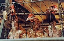 На птицефабрике под Ростовом нашли птичий грипп