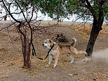 Описана индустрия гладиаторских боев между собаками и людьми в России