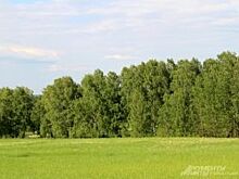 В Курской области мужчина заплатит штраф за 10 срубленных тополей
