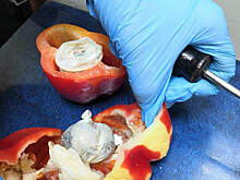 В колонию Калуги пытались передать наркотики, спрятав их в перце