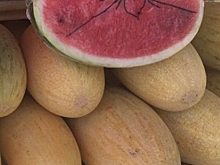 20 тонн иностранных дынь приехали в Кострому туда, где их не ждали