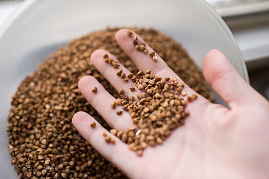 Гречка может подорожать на 25-50%