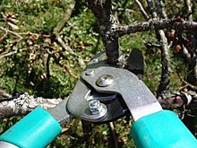 Во дворе дома на Гончарова обрезали ветки липы