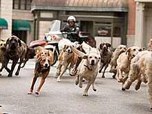 Подборка фильмов с главными героями – собаками.