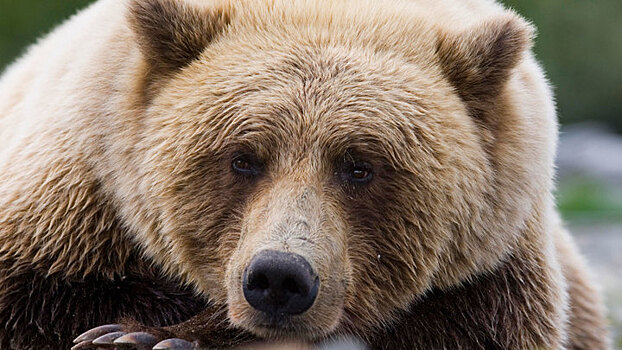 На Аляске самолет сбил медведя при посадке