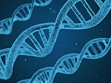 Мутация гена IQSEC1 связана с появлением умственной отсталости
