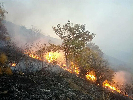 Лесные пожары не прекращаются: горит Зангезурский лес