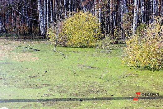 Свердловские власти потеряли кусок болота на месте новой свалки для Екатеринбурга