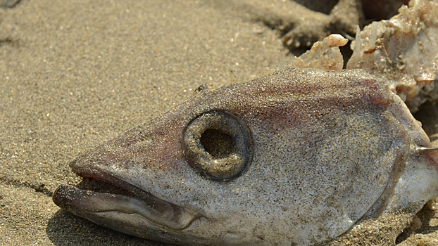 На Камчатке массово гибнет рыба. Во всём обвинили добытчиков золота