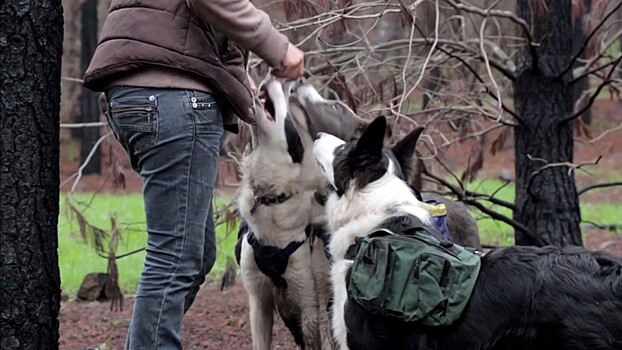 Четвероногие озеленители: леса в Чили восстанавливают собаки