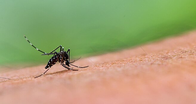 Каких людей комары кусают чаще
