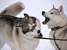 В Рузском округе можно будет покататься на собачьих упряжках