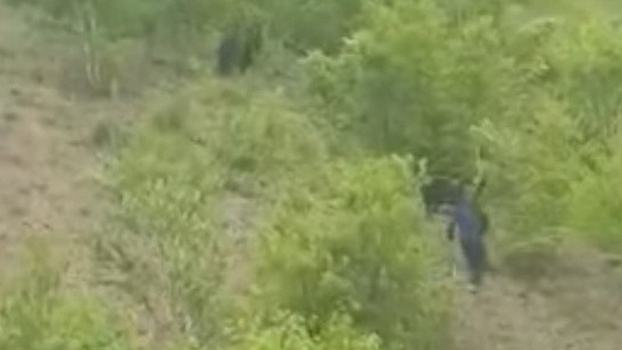 Испуганные медведи спаслись бегством от неадекватного жителя Сахалина: видео