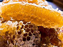 Как выбрать правильный мед: семь советов от пчеловода