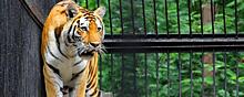 В Перми новый зоопарк откроется через полгода после завершения его строительства