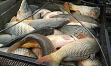 Объем инвестиций в развитие сферы переработки рыбы в Дагестане составил 123 млн рублей
