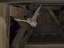 Москвичей предупредили о встречах с летучими мышами