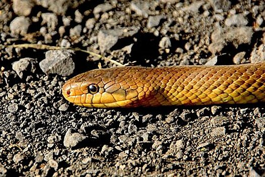 Укушенный ядовитой змеей турист снял свои эмоции на видео и прославился в сети