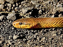 Укушенный ядовитой змеей турист снял свои эмоции на видео и прославился в сети