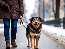 В Томске организуют пикет из-за массовых отравлений собак