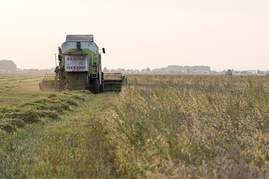 В России спрогнозировали урожай гречихи в текущем году