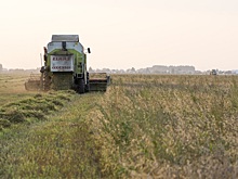 В России спрогнозировали урожай гречихи в текущем году