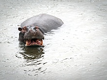 Бегемот перевернул лодку в Кот-д'Ивуаре: 11 человек пропали без вести