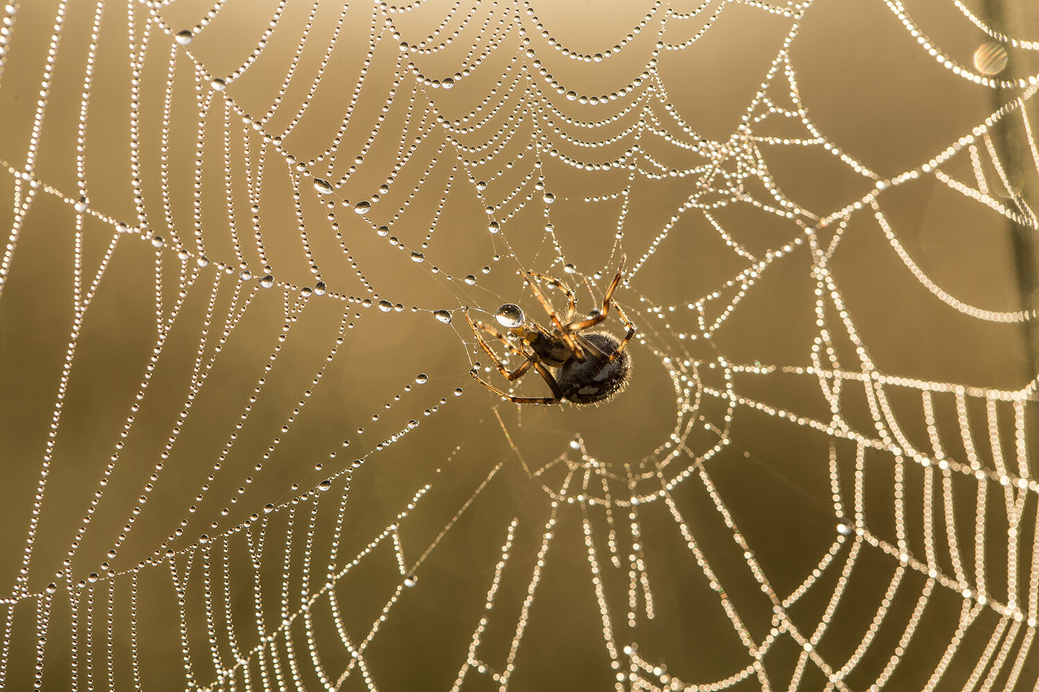Стало известно, почему самый опасный британский паук стал кусать в два раза чаще