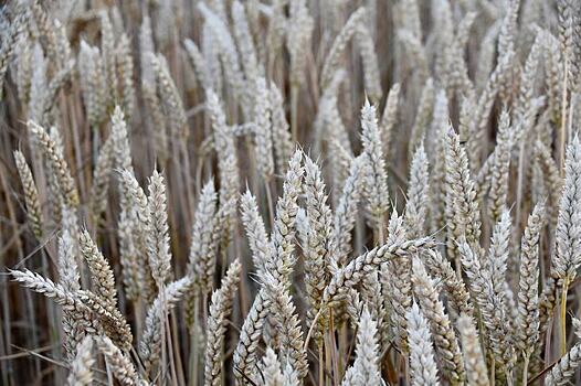 Бангладеш купит украинскую пшеницу, если российское зерно будет недоступно