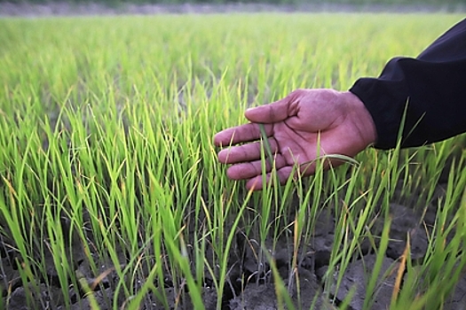 В Дагестане рекордно посеяли рис