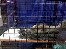 Директор барнаульского зоомагазина отказалась продавать страдающего енота