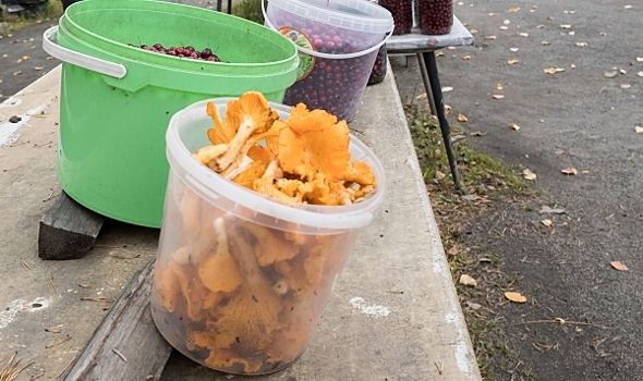 Терапевт раскрыла опасность покупки грибов у дороги