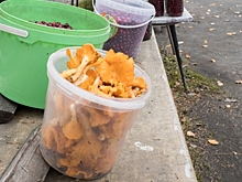 Терапевт раскрыла опасность покупки грибов у дороги