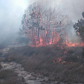 Под Новороссийском спасатели потушили крупный лесной пожар