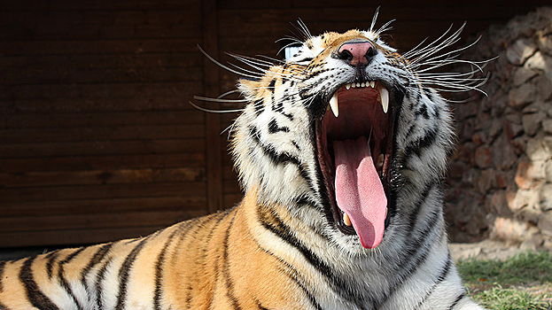 Сбылось предсказание тигра из Красноярского зоопарка об исходе выборов на Украине