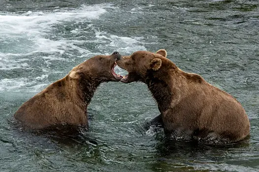 Тайны медведиц: как косолапые защищают потомство от агрессивных "отцов"