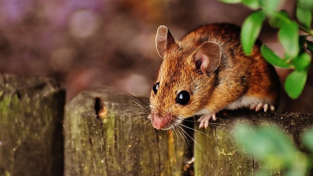 В Саратовской области продолжает увеличиваться количество заболевших мышиной лихорадкой